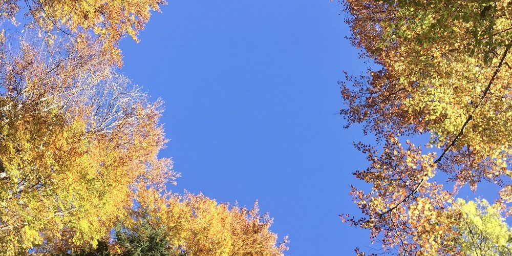 Fernwandern für die Sinne Fernwandern für die Sinne Ganservital